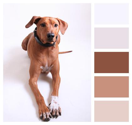 Dog Rhodesian Ridgeback Dog Breed Image